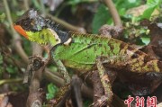 馆陶云南南滚河保护区首次发现红唇棘蜥