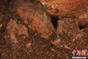 馆陶江西发现蜘蛛新物种 为研究呵叻蛛属适应区域提供依据