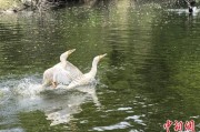 馆陶吉林：罕见白鸬鹚连续两年“故地重游”