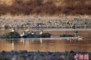 馆陶歙县完成安徽首个县域生物多样性调查 共记录物种近4千种