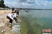 馆陶云南江川举行增殖放流活动 逾54万尾鱼游入星云湖